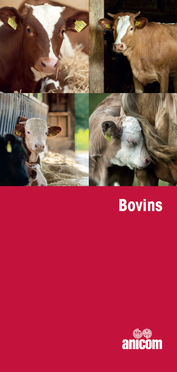 Bovins